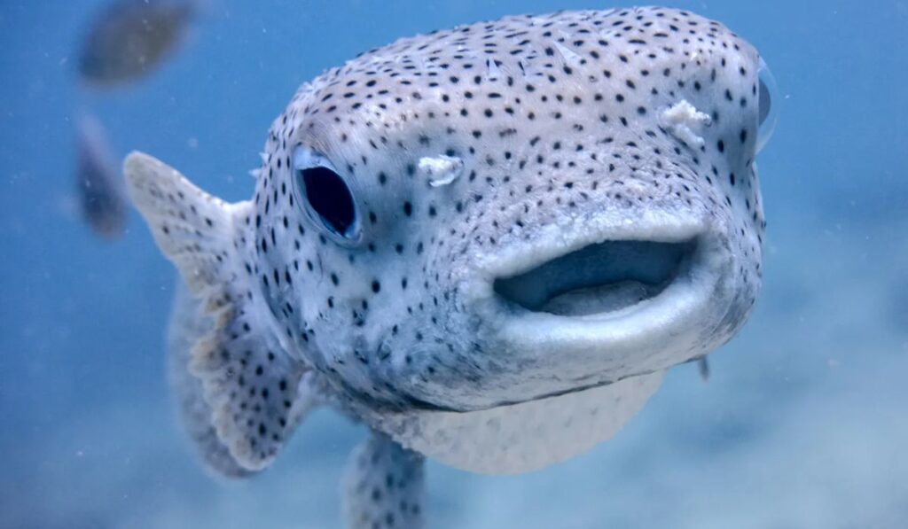 all-time-favorite-fish-names