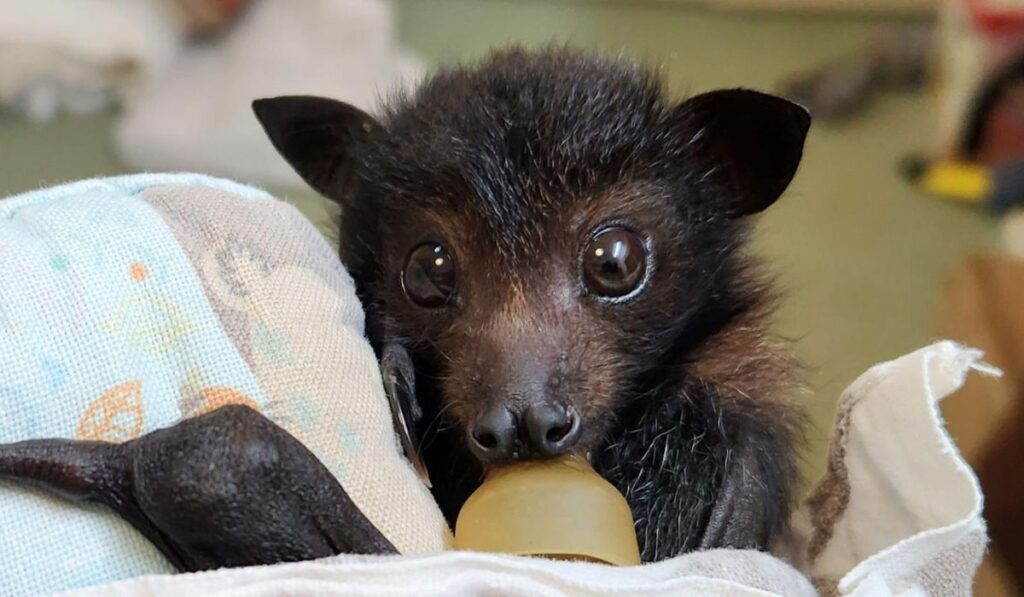 baby-bat-names