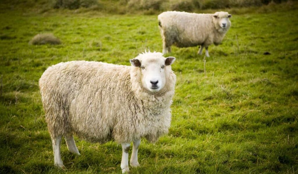 baby-sheep-names