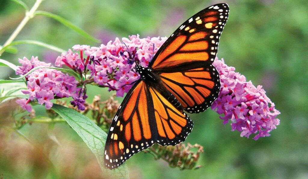 beautiful-butterfly-names-for-girl