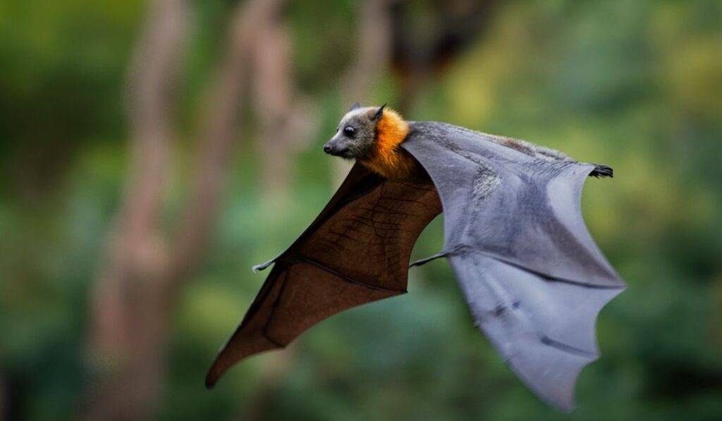 best-bat-names