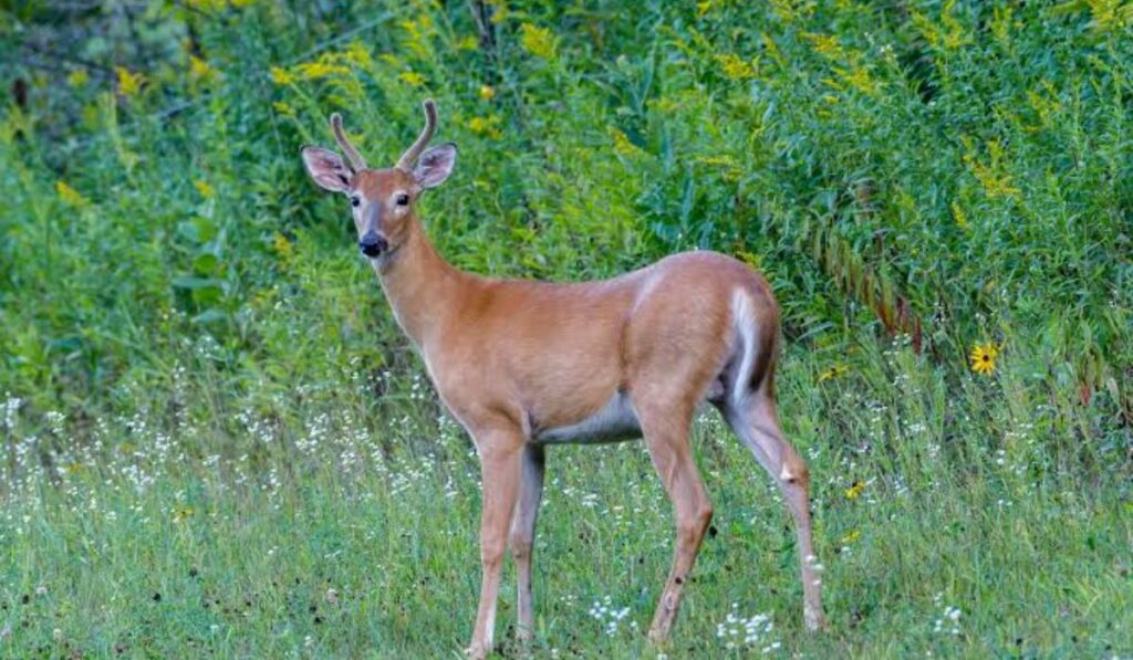 best-deer-names