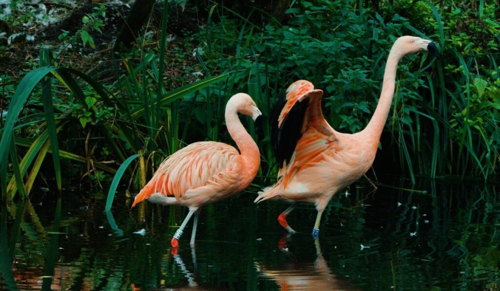best-flamingo-names-with-meaning