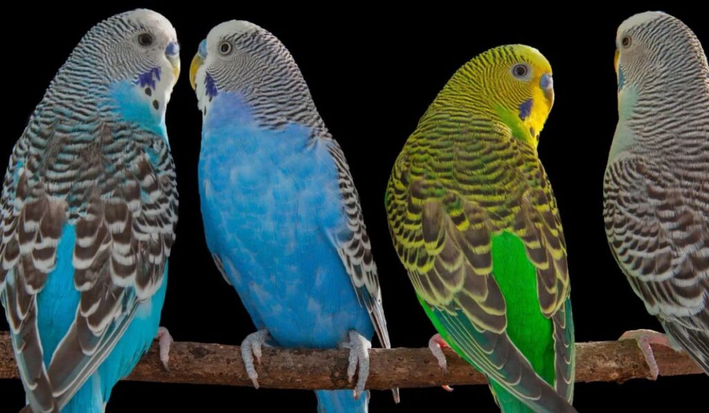 best-parrot-names
