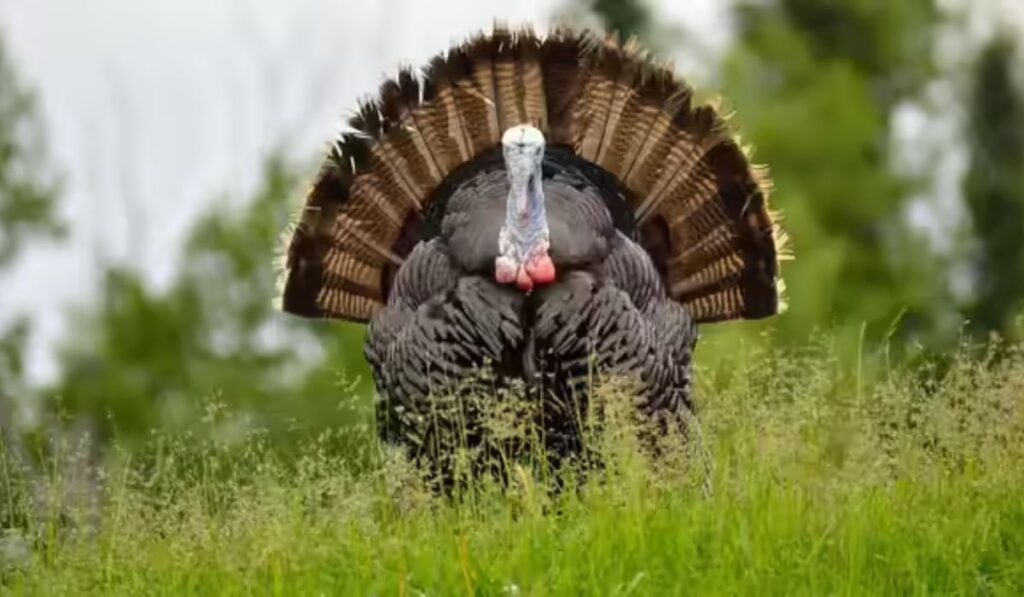 best-turkey-names