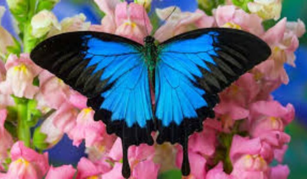 birth-month-butterfly-names