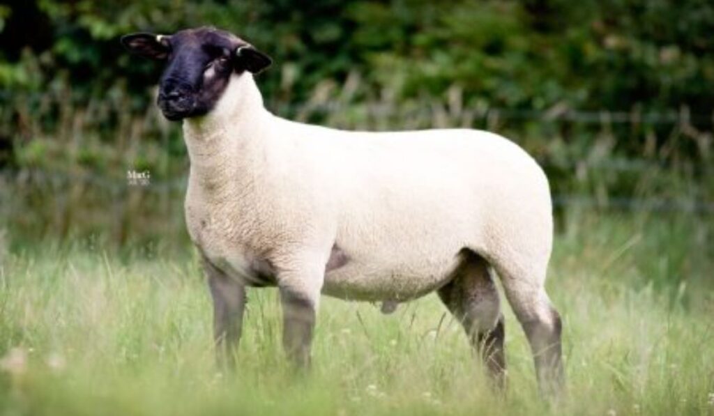 boy-sheep-names