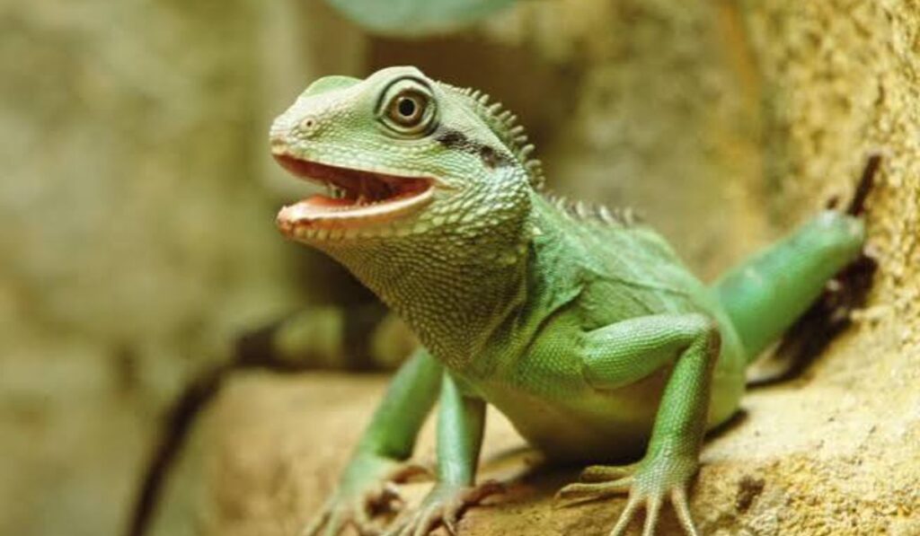 chinese-water-dragon-names