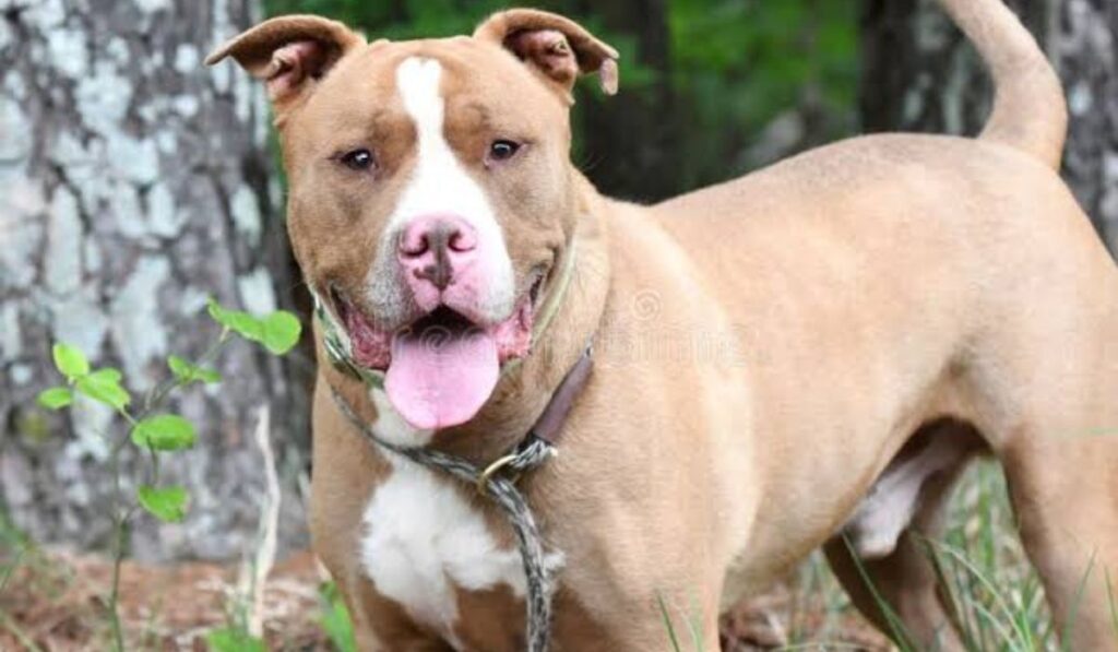 classic-male-pitbull-names