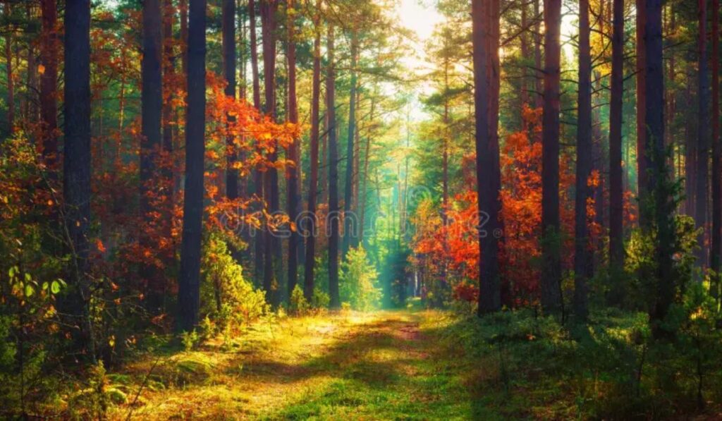 common-mistakes-when-choosing-forest-names-and-how-to-avoid-them