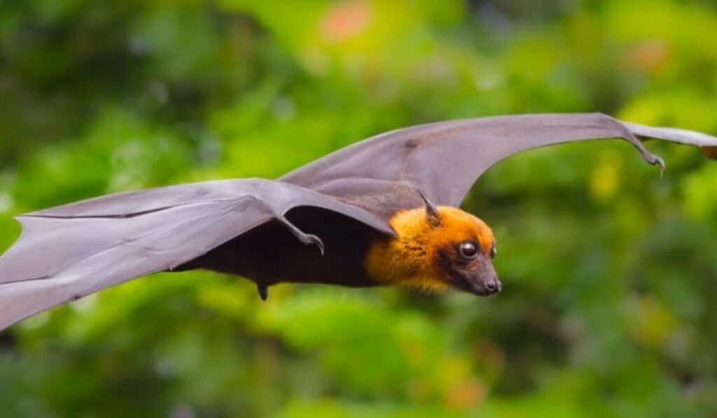 cool-bat-names