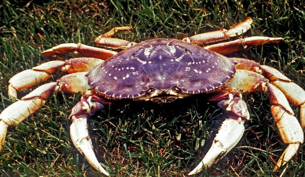 cool-crab-names