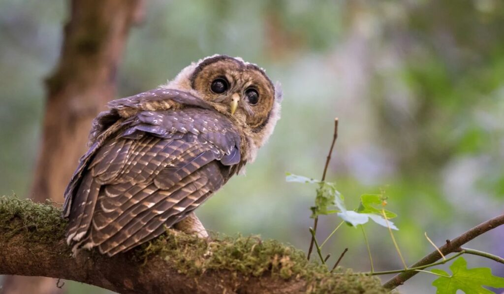 cool-gender-neutral-owl-names-ideas