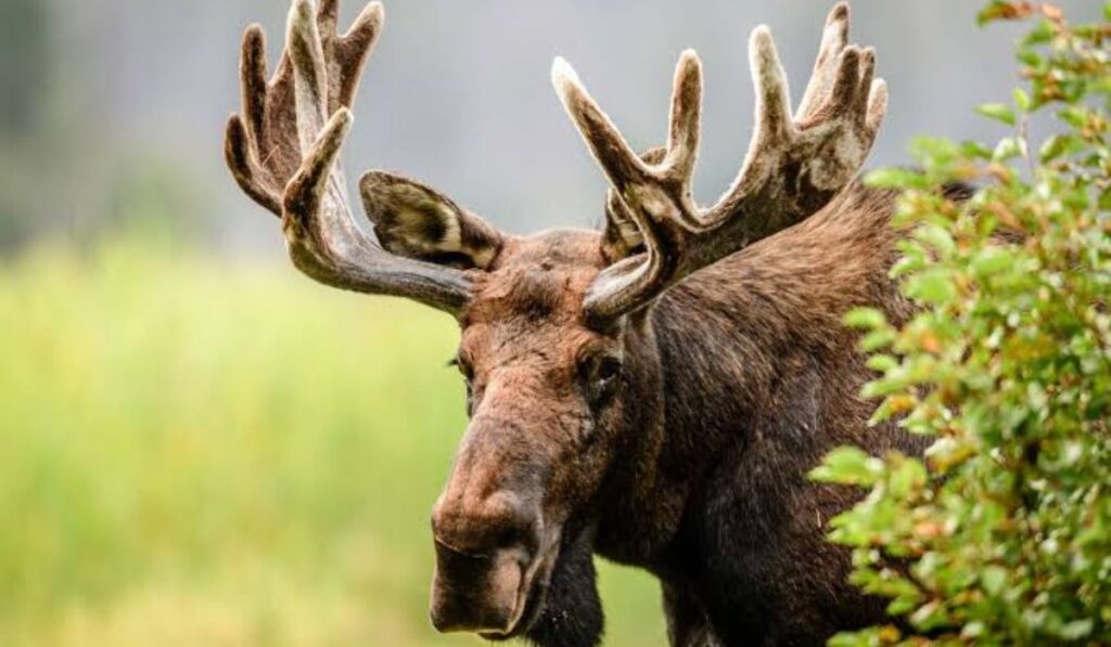 cool-moose-names-list