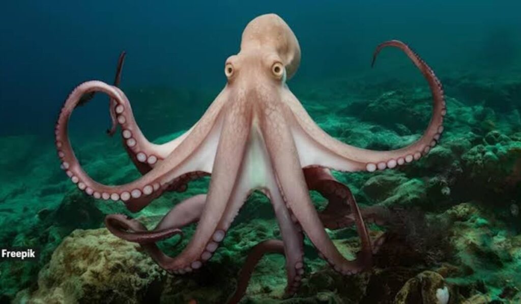 cool-octopus-names