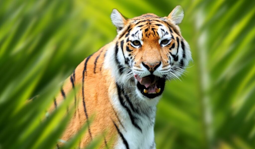 cool-or-edgy-tiger-names-with-meanings
