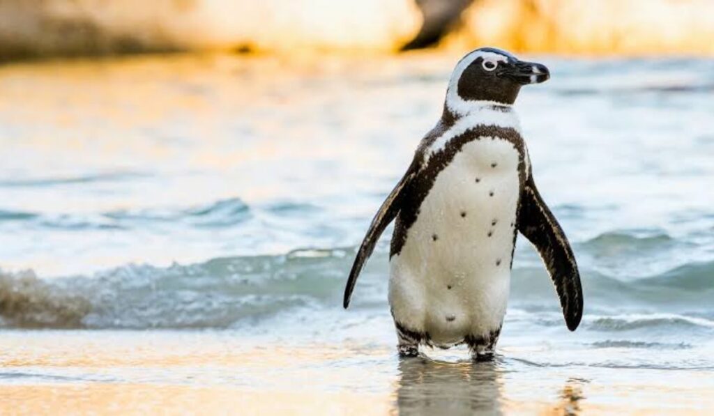 cool-penguin-names