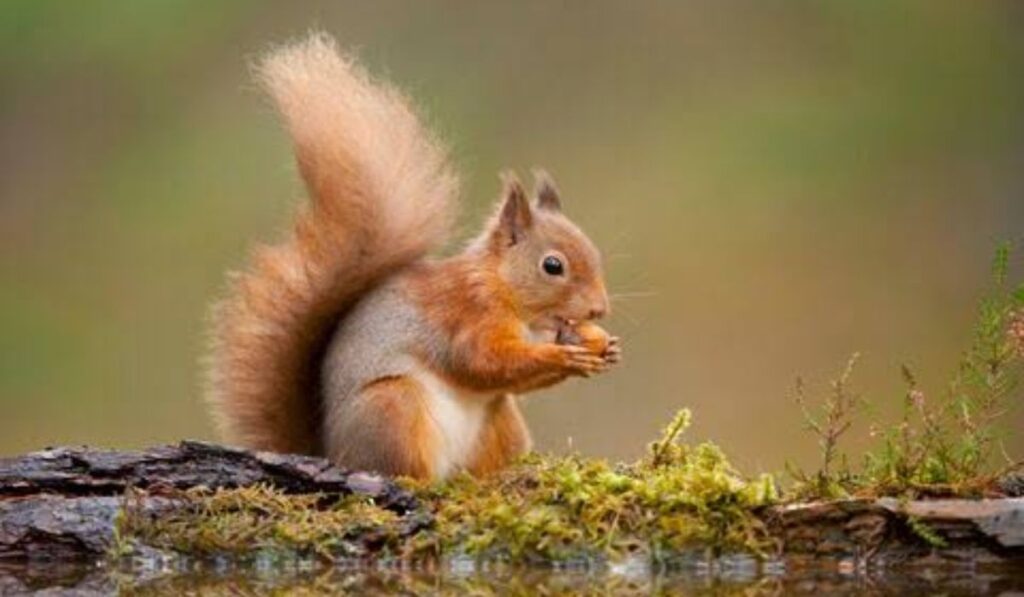 cool-squirrel-names