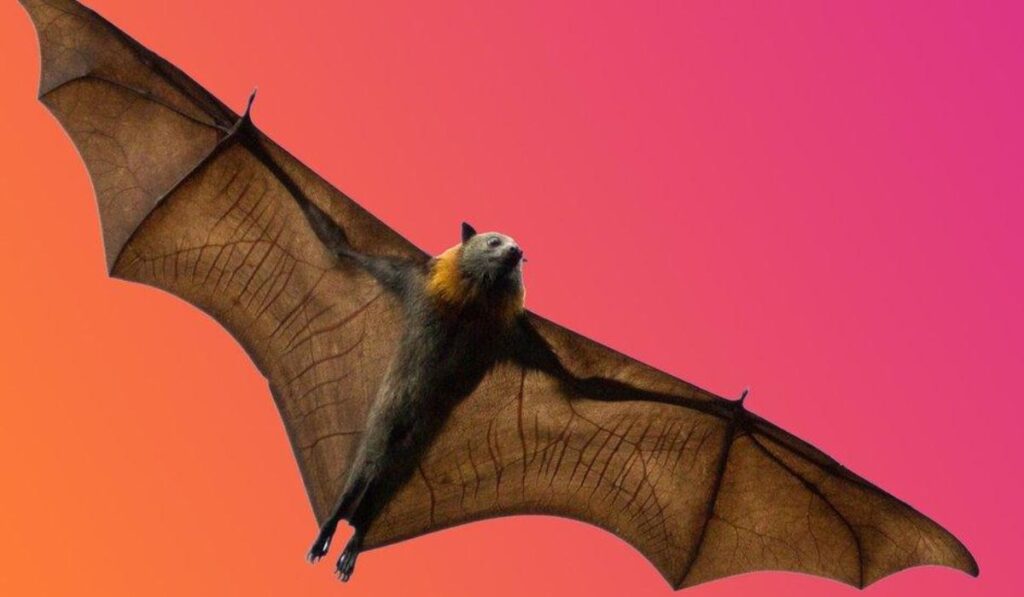 cute-bat-names