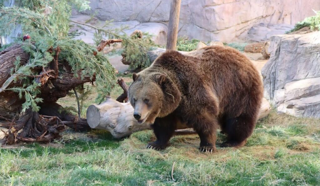 cute-bear-names