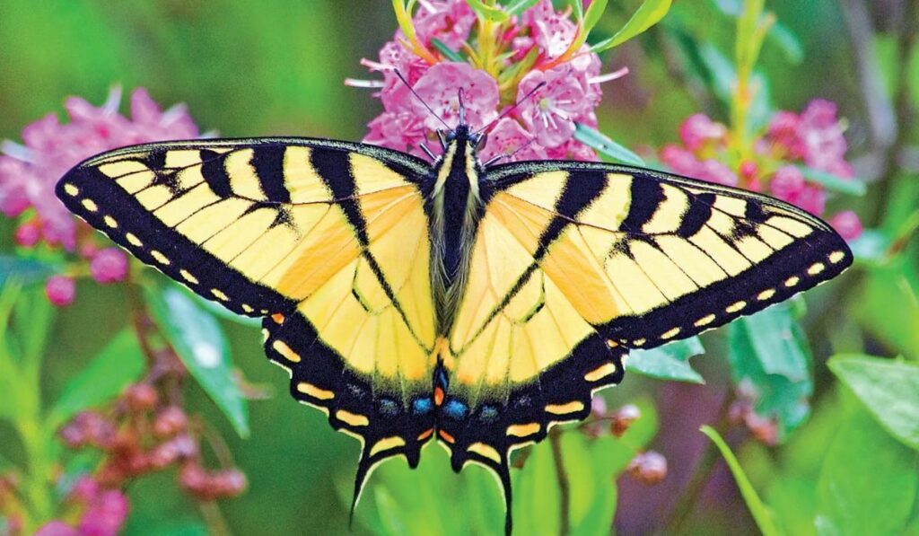 cute-butterfly-names