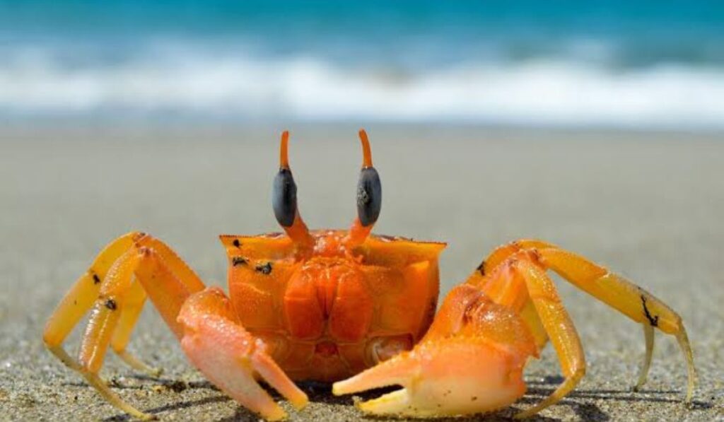 cute-crab-names