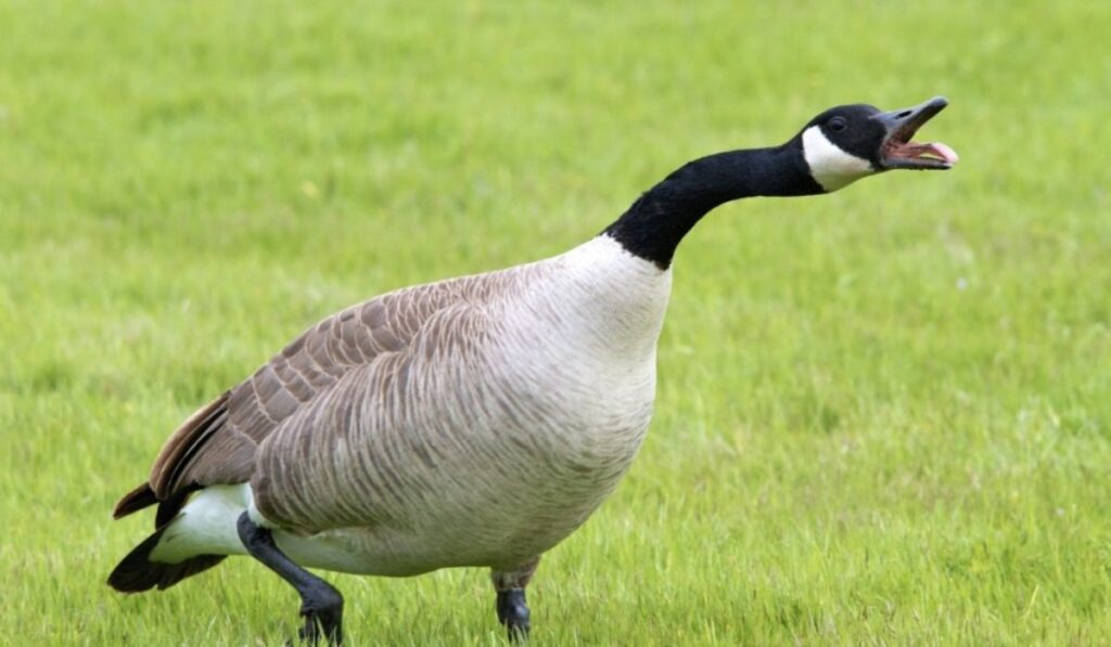 cute-goose-names