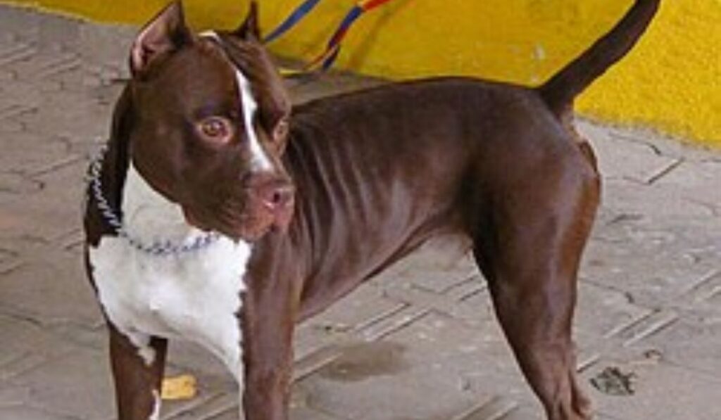 cute-male-pitbull-names
