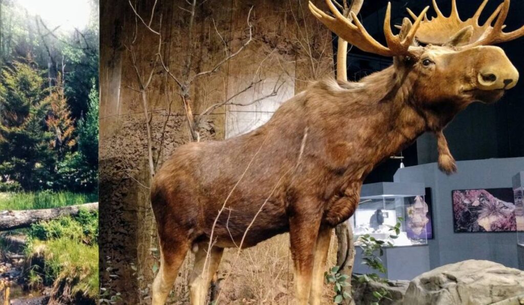 cute-moose-names-list