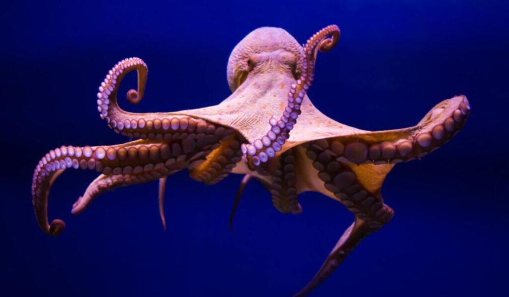 cute-octopus-names