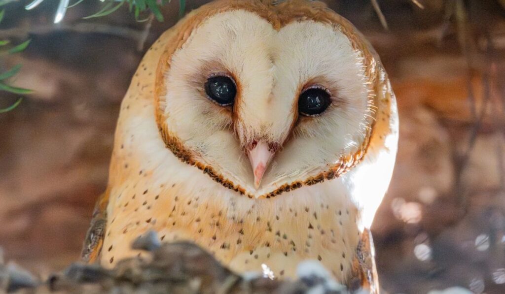 cute-owl-names-ideas