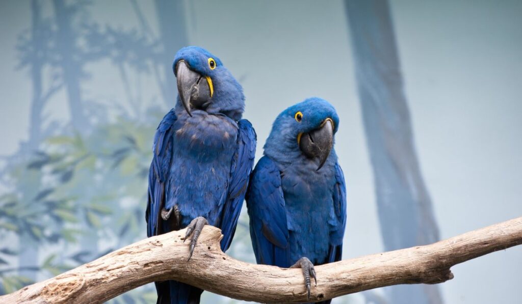cute-parrot-names