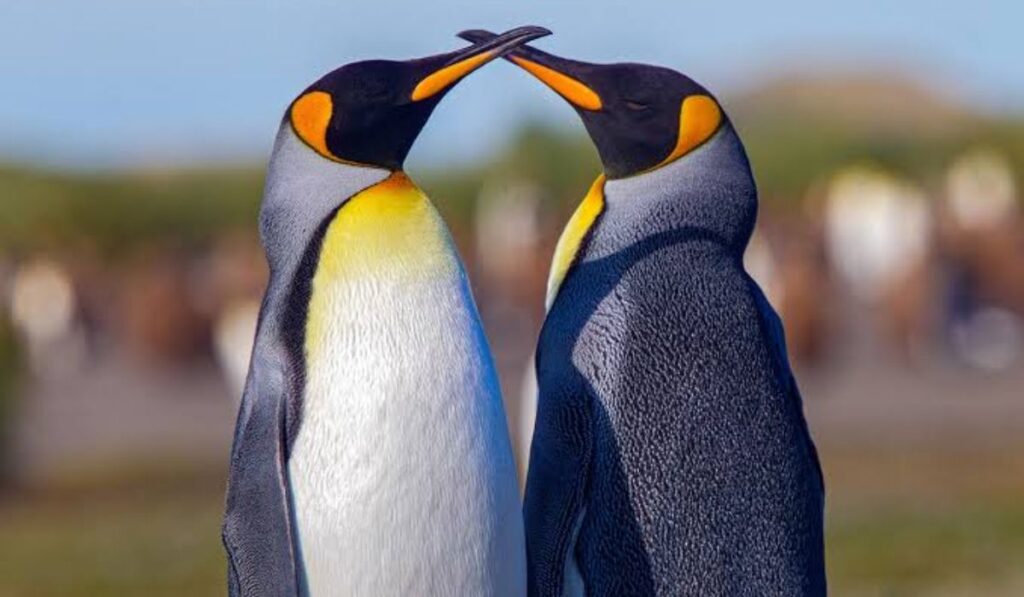 cute-penguin-names
