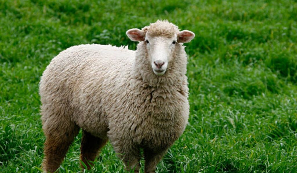 cute-sheep-names