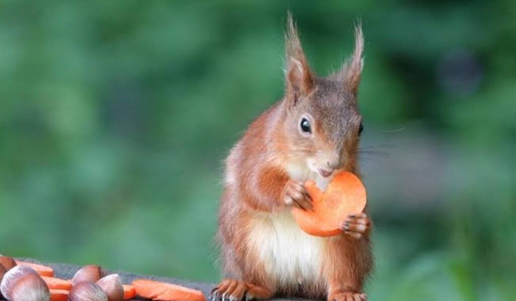 cute-squirrel-names