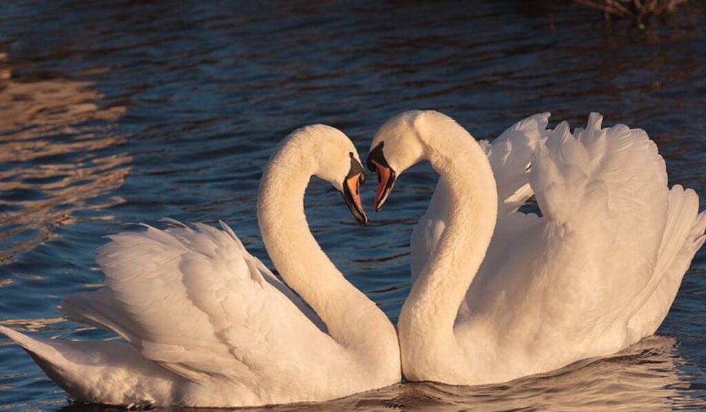 cute-swan-names
