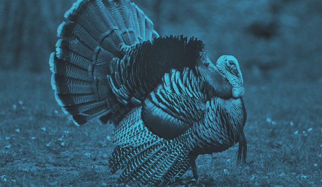 cute-turkey-names