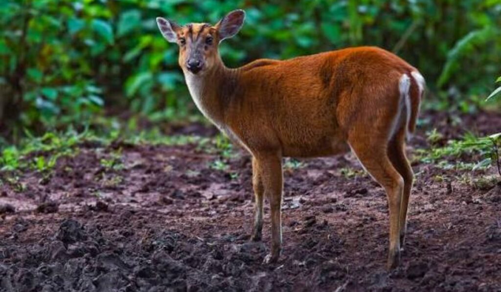 deer-names-by-personality