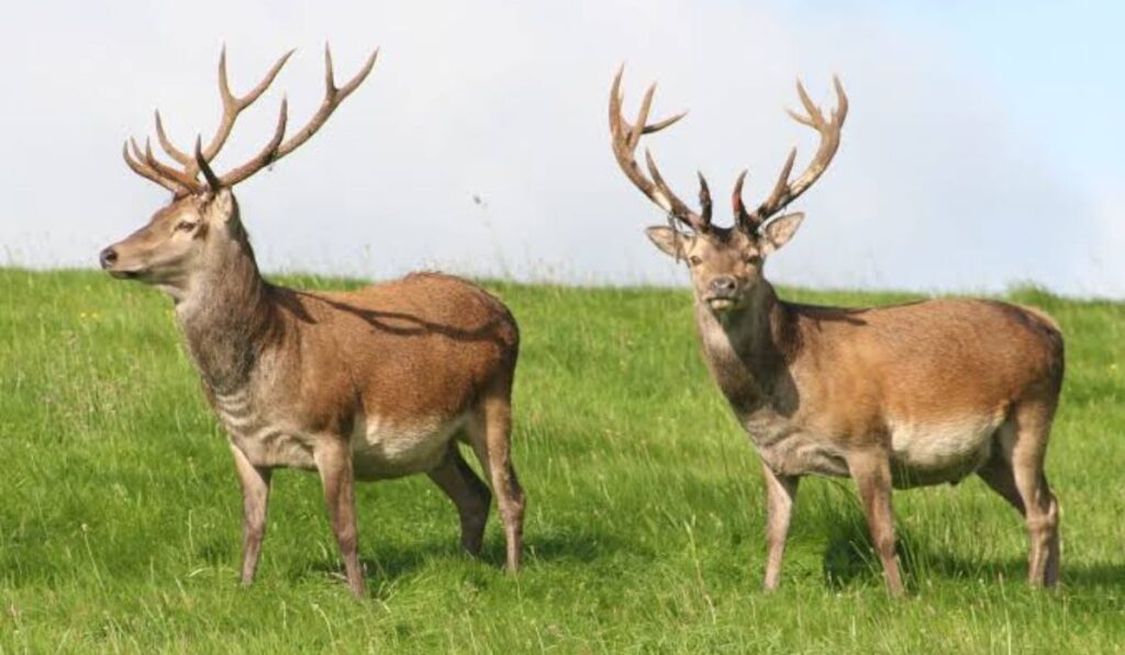 deer-names-for-pairs-or-groups