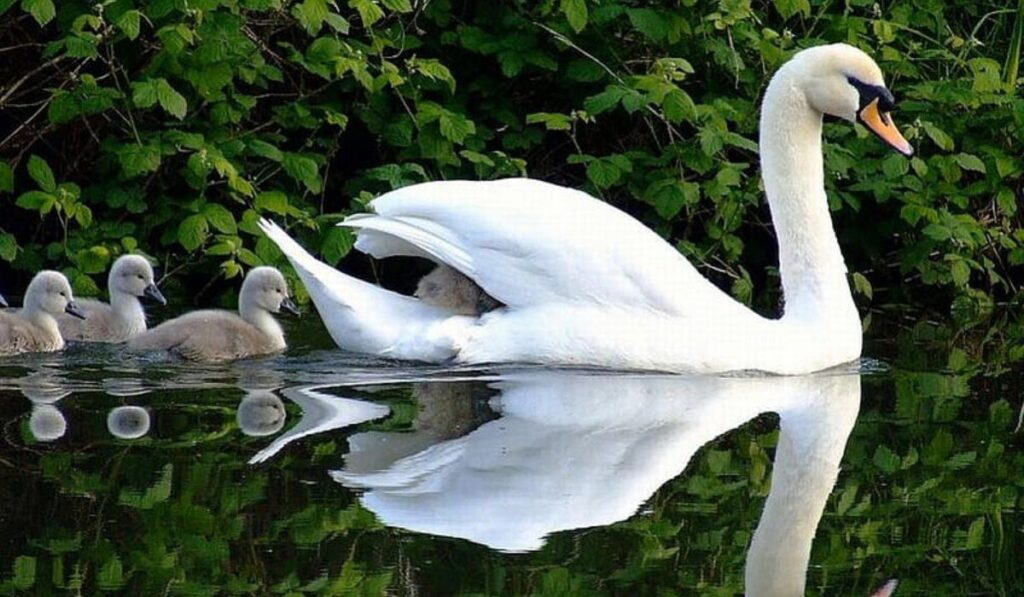 elegant-swan-names