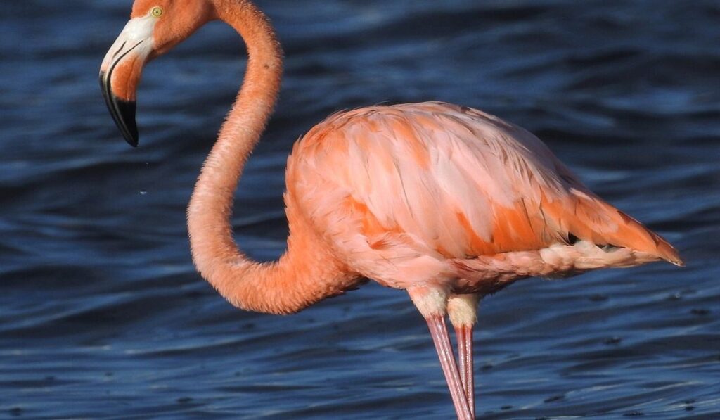 exciting-facts-about-flamingos