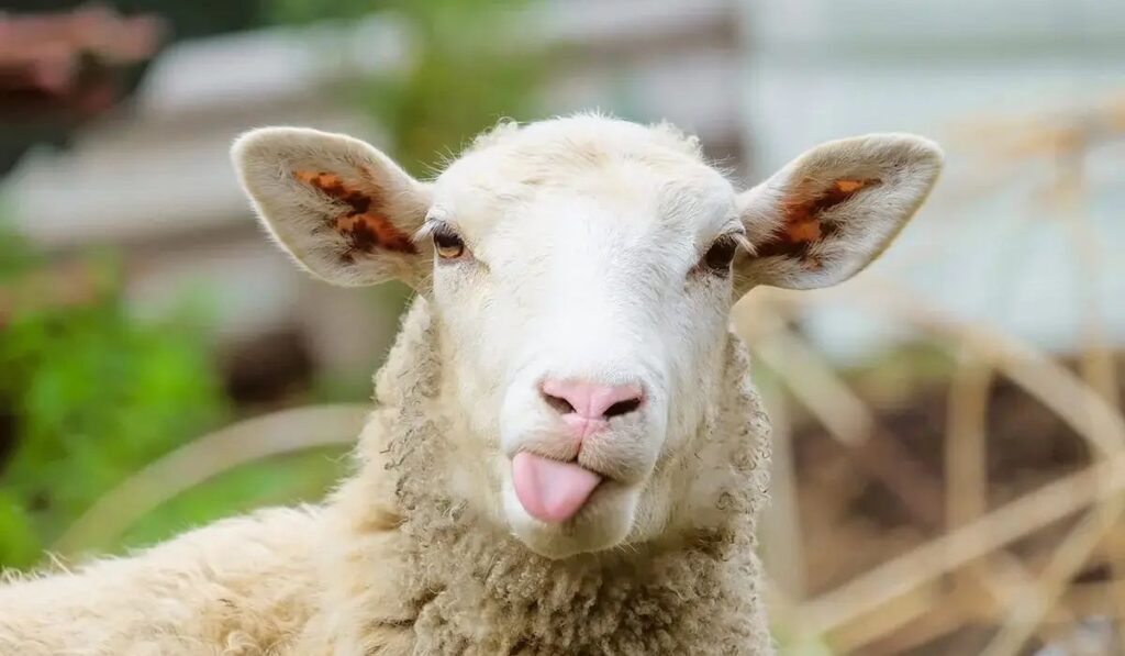 famous-sheep-names
