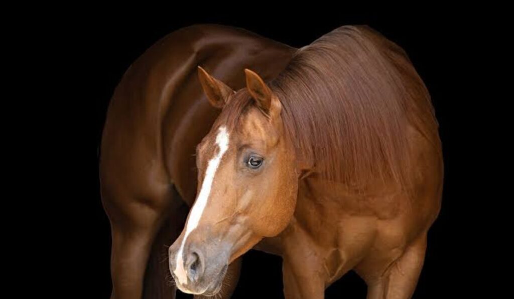 female-horse-names-starting-with-a