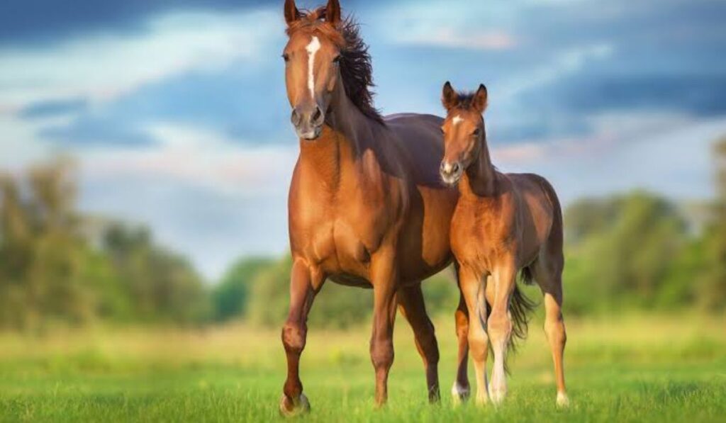 female-horse-names-starting-with-b