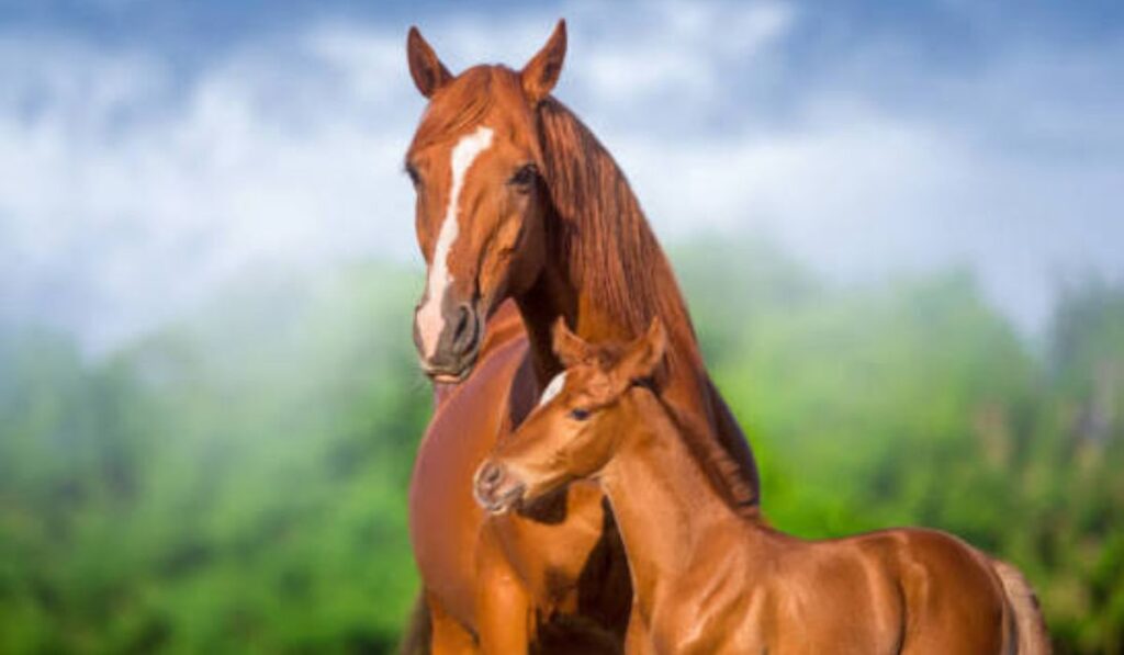 female-horse-names-starting-with-c
