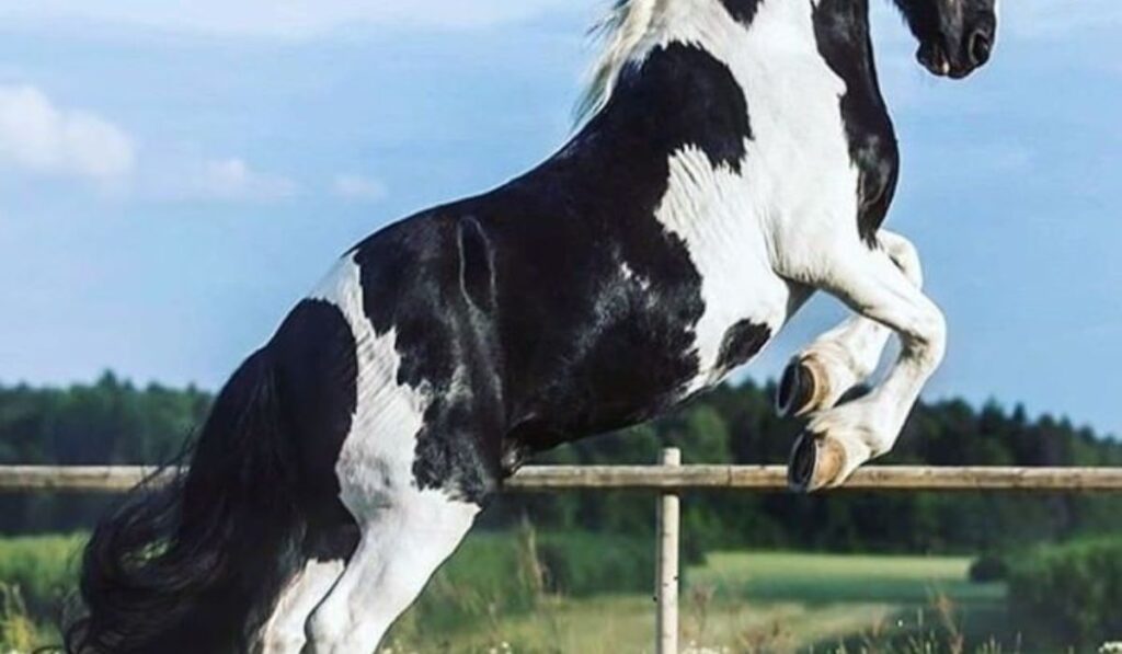 female-horse-names-starting-with-u-v-w-x-y-and-z