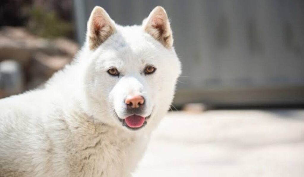 female-korean-dog-names