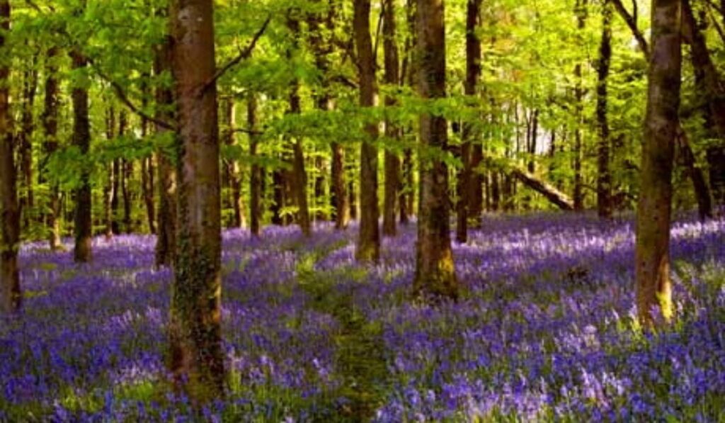 flower-and-plant-forest-names