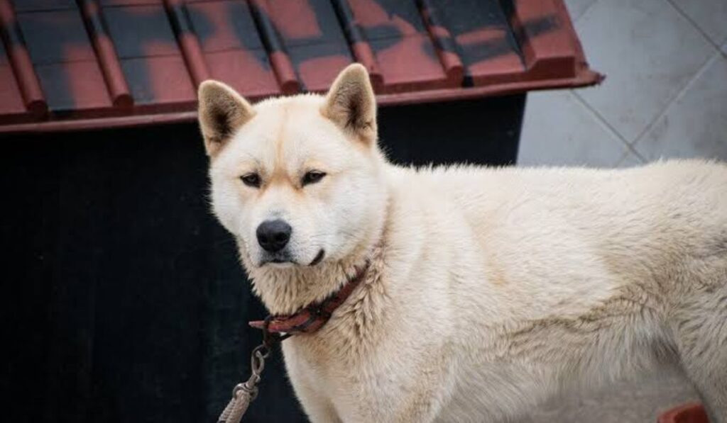food-inspired-korean-dog-names