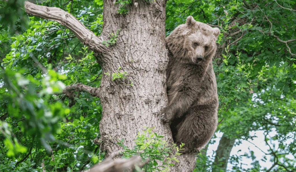 funny-bear-names